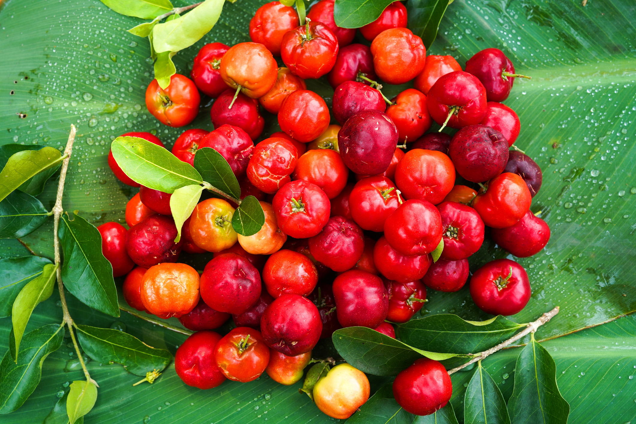 acerola faydaları